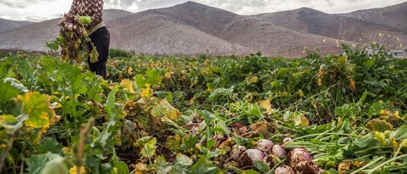 Projecte “Aamelat souriyat: jornaleres sirianes, dones i nenes refugiades a la Vall de la Bekaa” Projecte "Aamelat souriyat: jornaleres sirianes, dones i nenes refugiades a la Vall de la Bekaa"